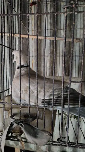 অস্ট্রেলিয়ান ঘুঘু ১ জোড়া