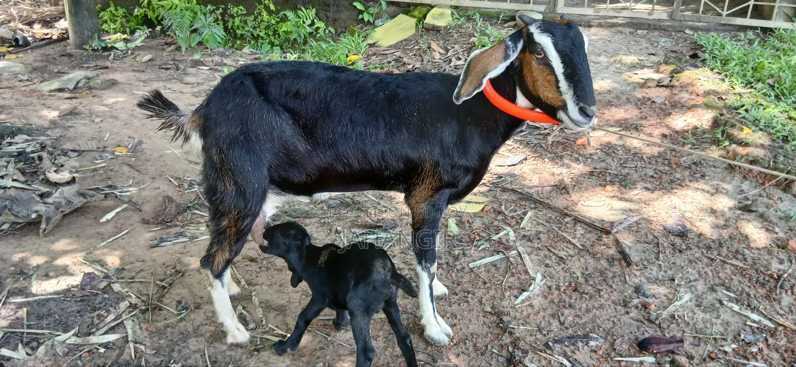 বিটল ক্রস মা ও পাঠা বাচ্ছা