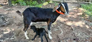 বিটল ক্রস মা ও পাঠা বাচ্ছা