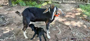 বিটল ক্রস মা ও পাঠা বাচ্ছা