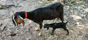 বিটল ক্রস মা ও পাঠা বাচ্ছা