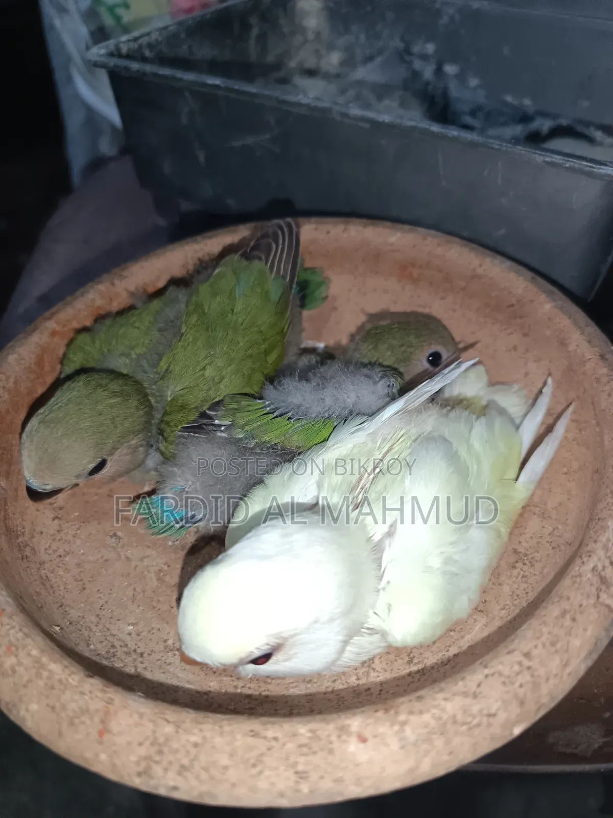 Tame Size Love Bird Baby for Sell