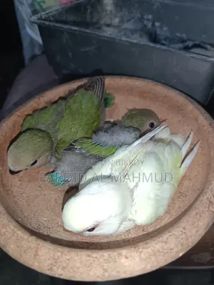 Tame Size Love Bird Baby for Sell