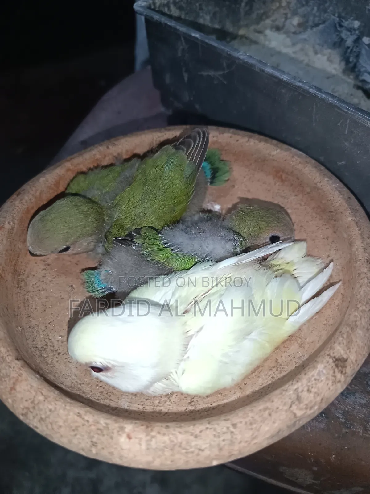 Tame Size Love Bird Baby for Sell
