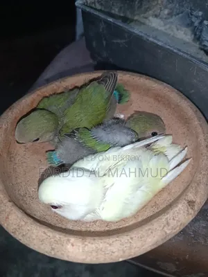 Tame Size Love Bird Baby for Sell