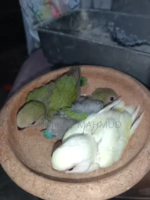 Tame Size Love Bird Baby for Sell
