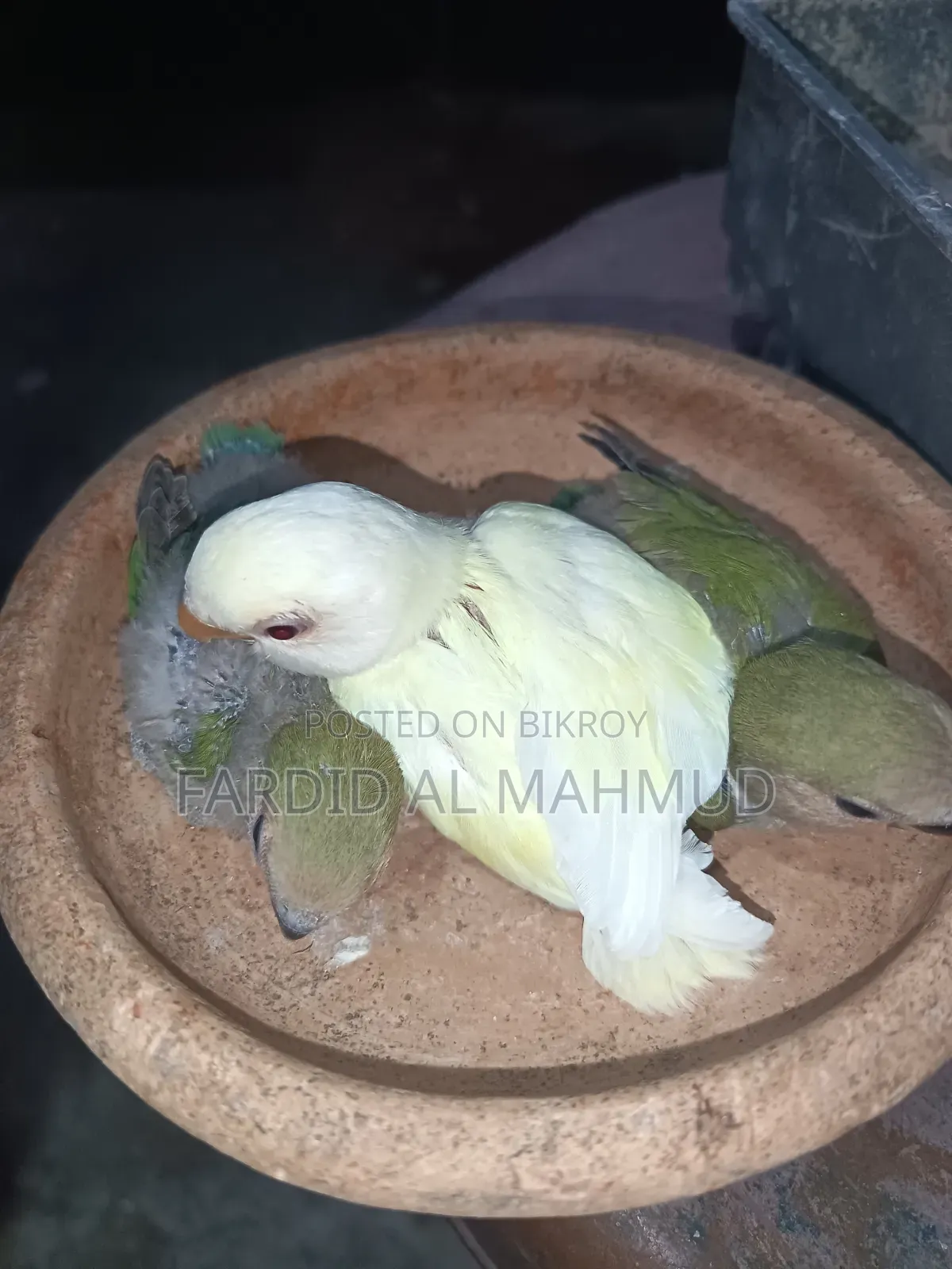Tame Size Love Bird Baby for Sell