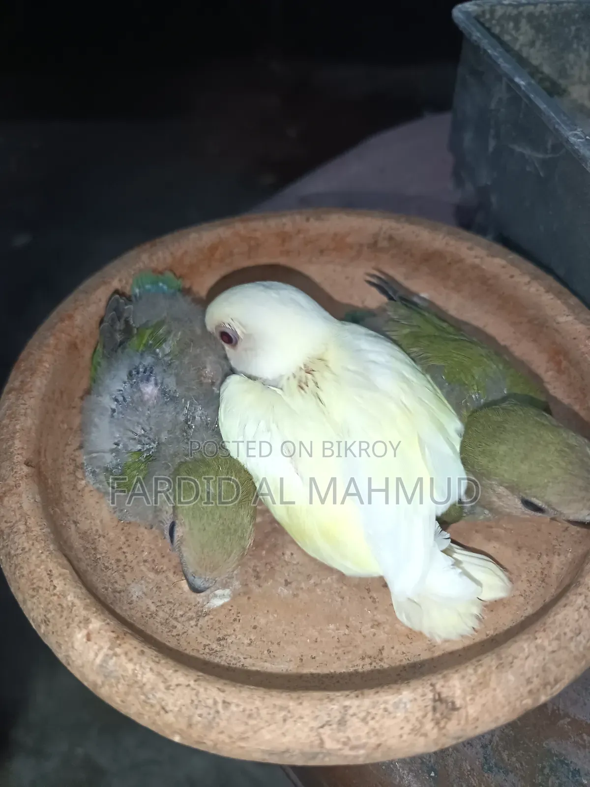 Tame Size Love Bird Baby for Sell