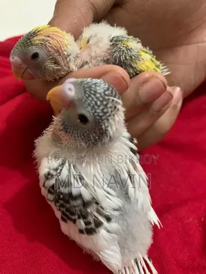Tame Size Baby