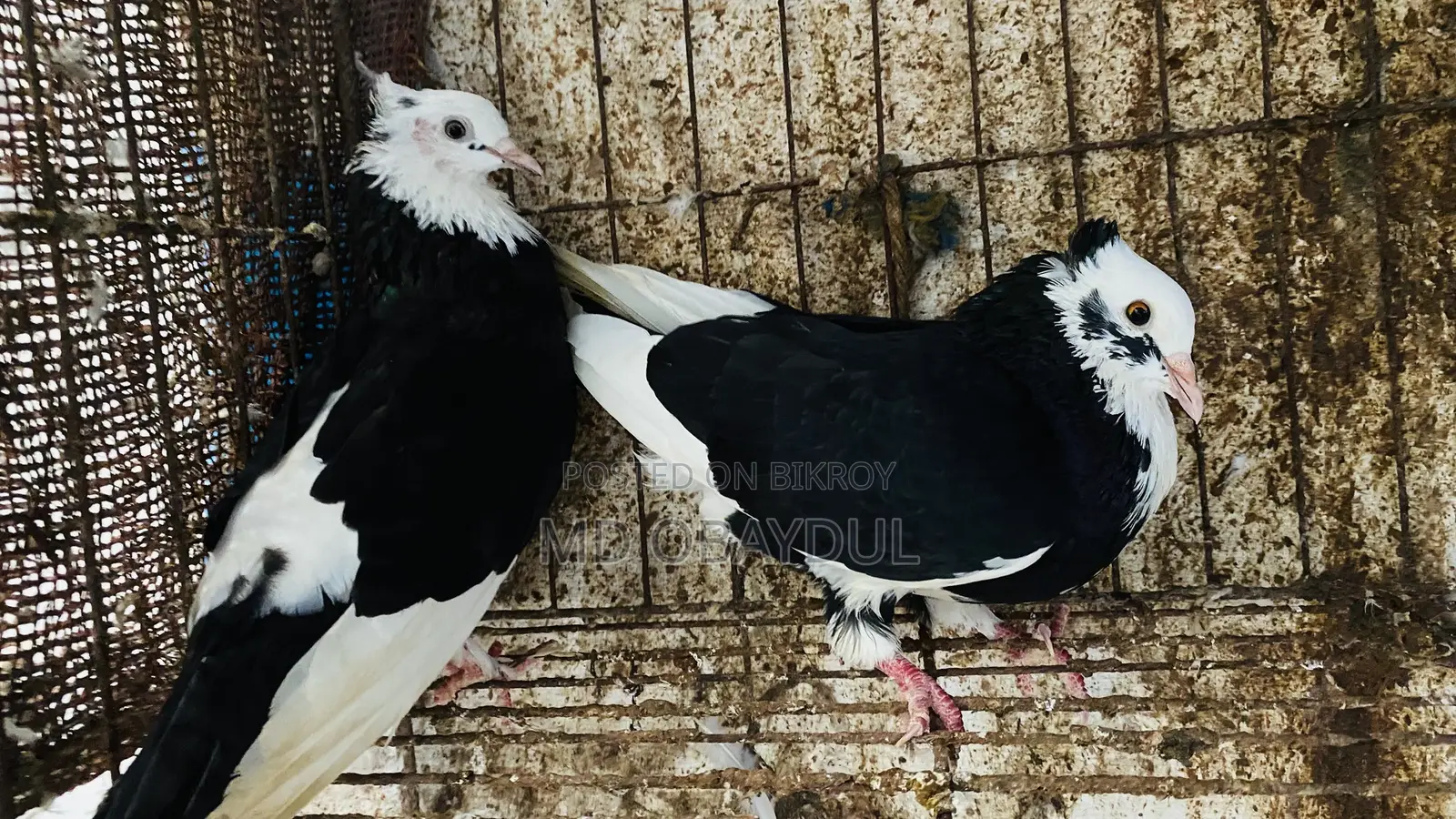 Pigeons for sale