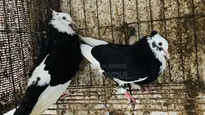 Pigeons for sale