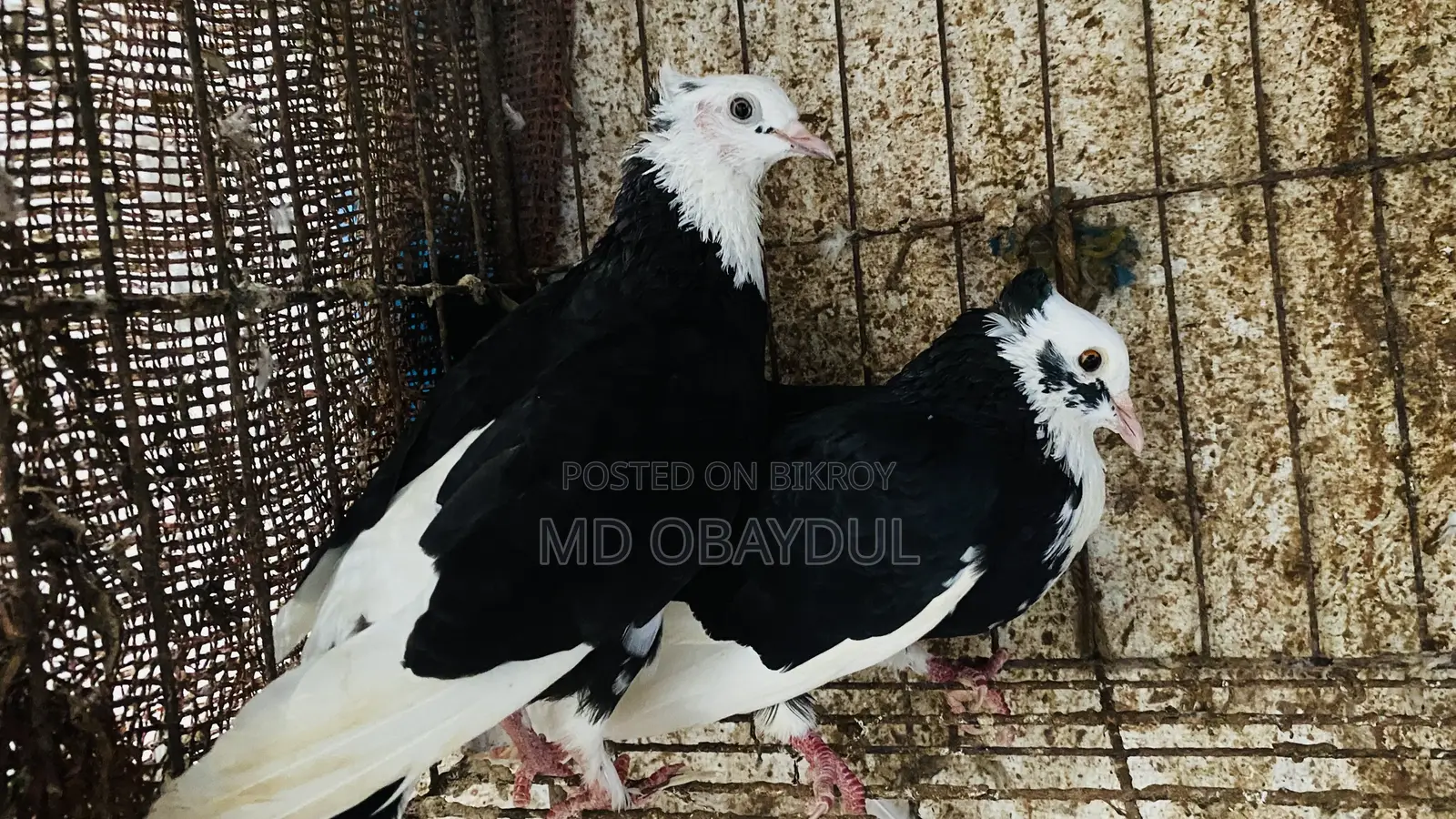 Pigeons for sale