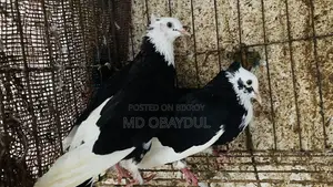 Pigeons for sale