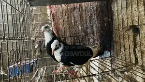 Pigeons for sale