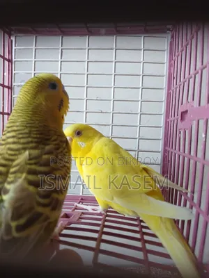 Budgerigar new adult pair. Ready for breed.