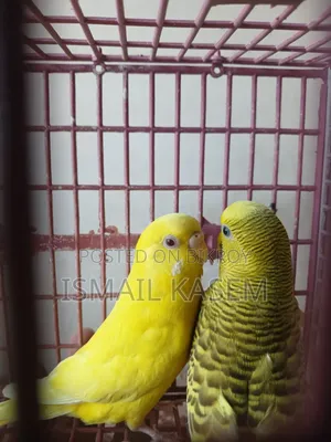 Budgerigar new adult pair. Ready for breed.