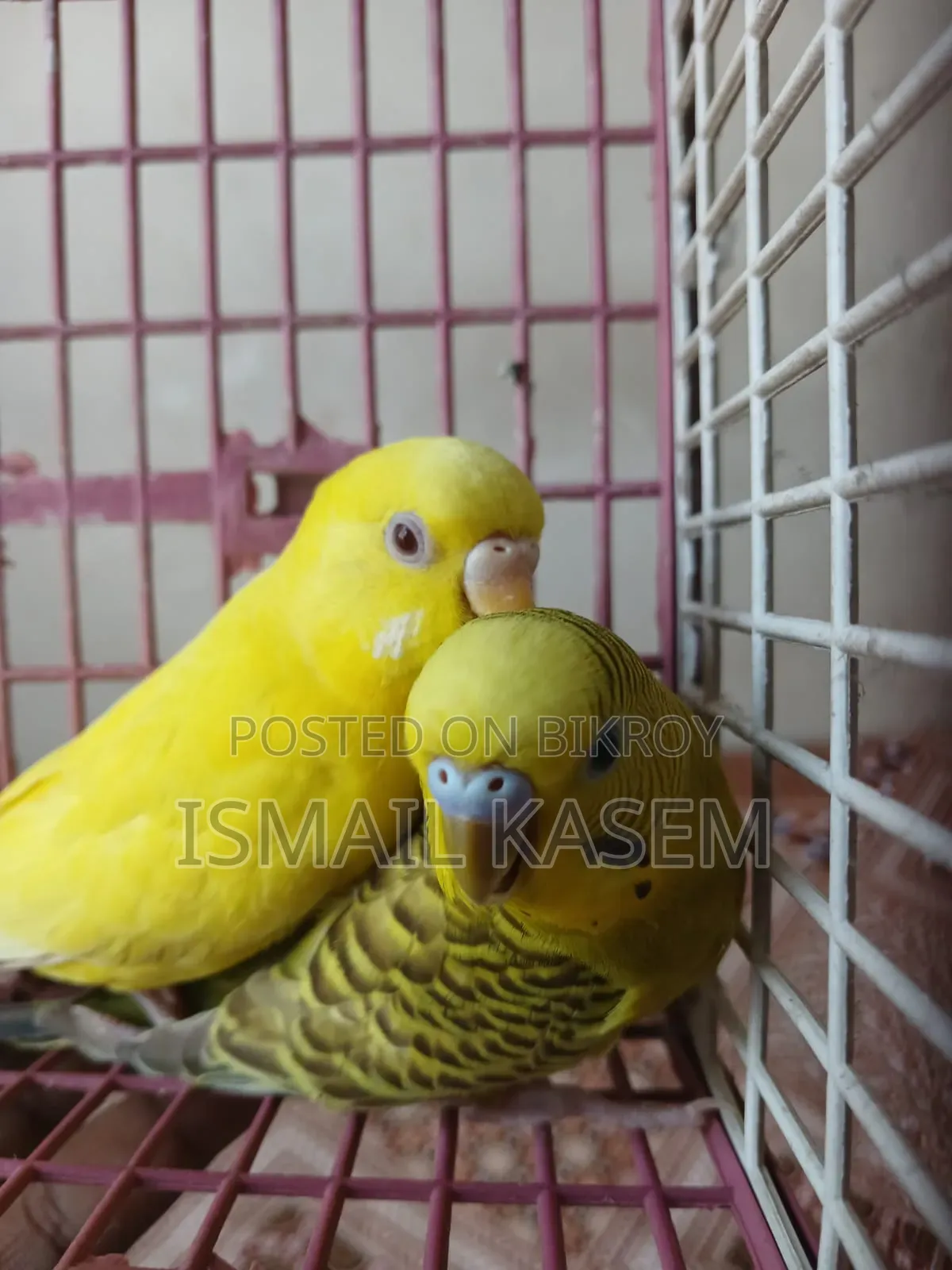 Budgerigar new adult pair. Ready for breed.