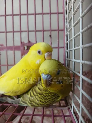 Budgerigar new adult pair. Ready for breed.