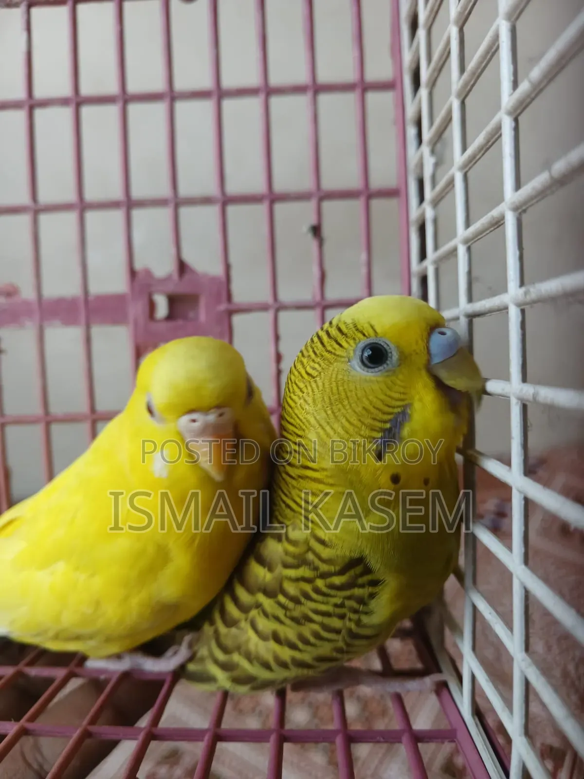Budgerigar new adult pair. Ready for breed.