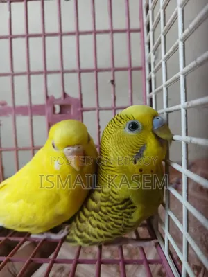 Budgerigar new adult pair. Ready for breed.