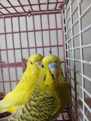 Budgerigar new adult pair. Ready for breed.
