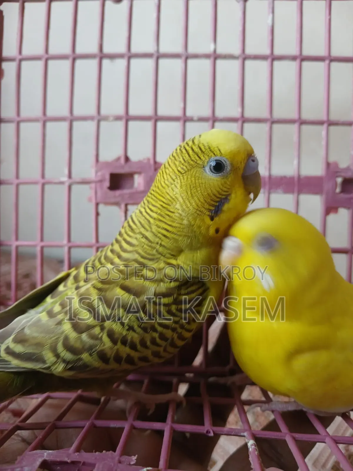 Budgerigar new adult pair. Ready for breed.