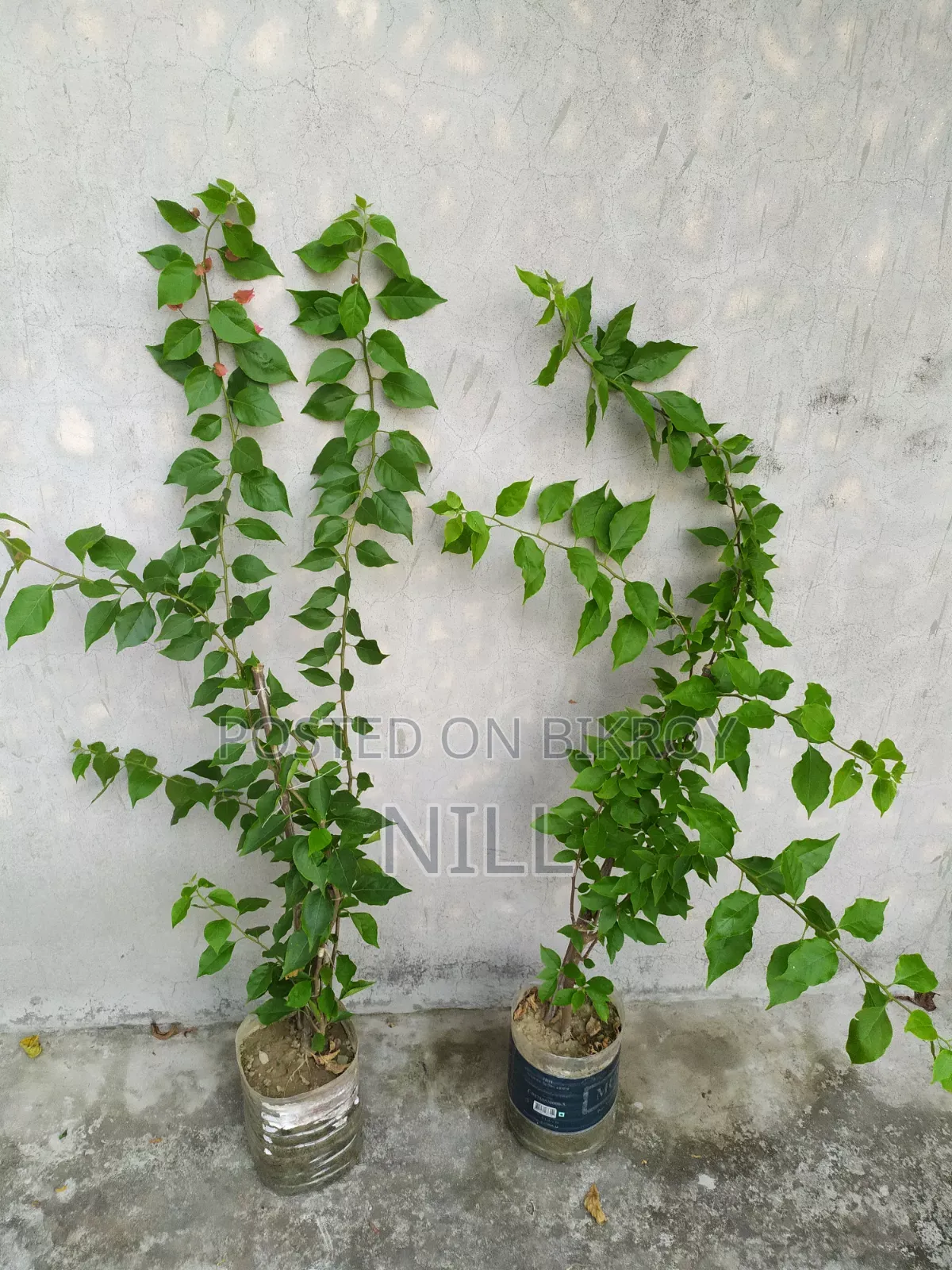 বাগান বিলাশ গাছ বিক্রয়