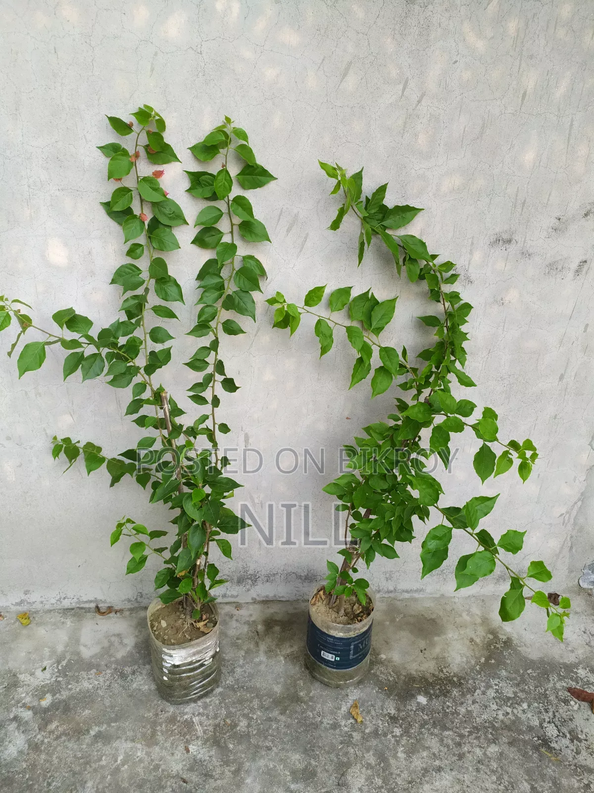 বাগান বিলাশ গাছ বিক্রয়