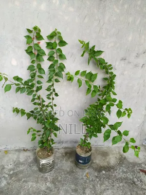 বাগান বিলাশ গাছ বিক্রয়