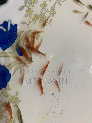 Colorful Shrimp