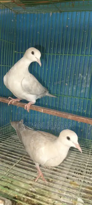 Australian Dove for Sale...