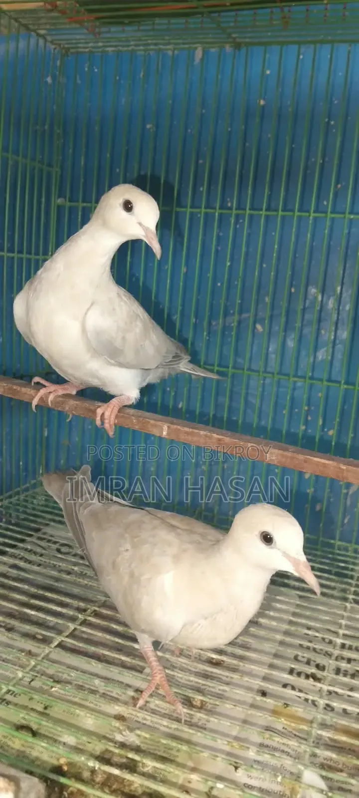 Australian Dove for Sale...