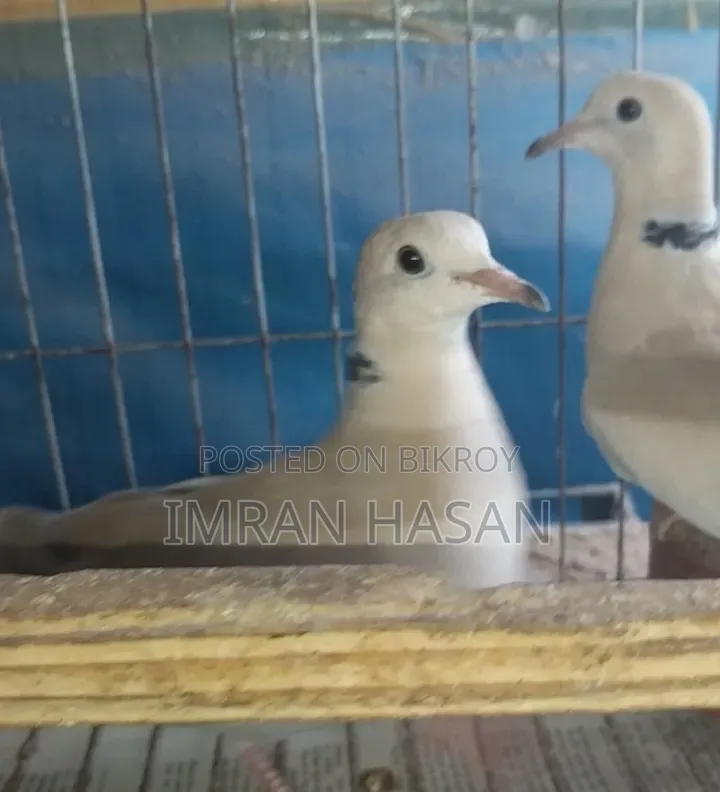 Australian Dove for Sale...