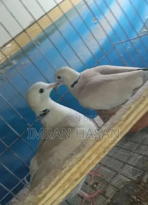 Australian Dove for Sale...