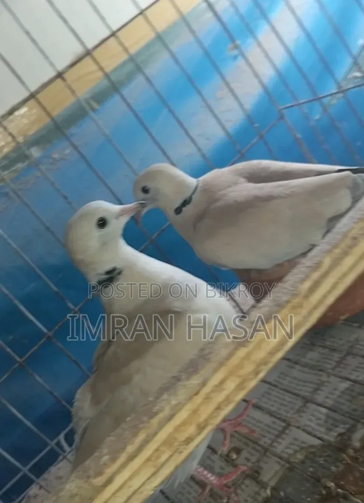 Australian Dove for Sale...