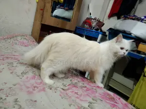 3-6 months Female Purebred Persian