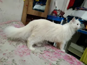 3-6 months Female Purebred Persian