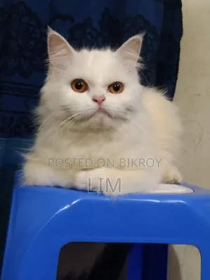 3-6 months Female Purebred Persian