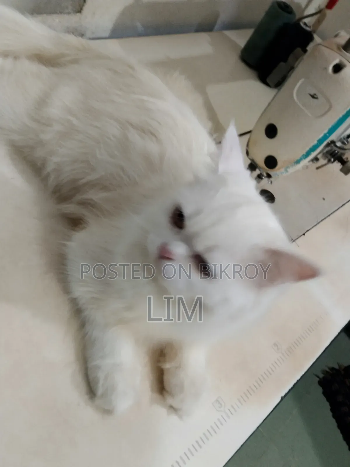 3-6 months Female Purebred Persian
