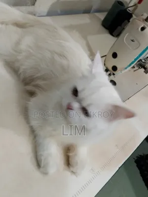 3-6 months Female Purebred Persian