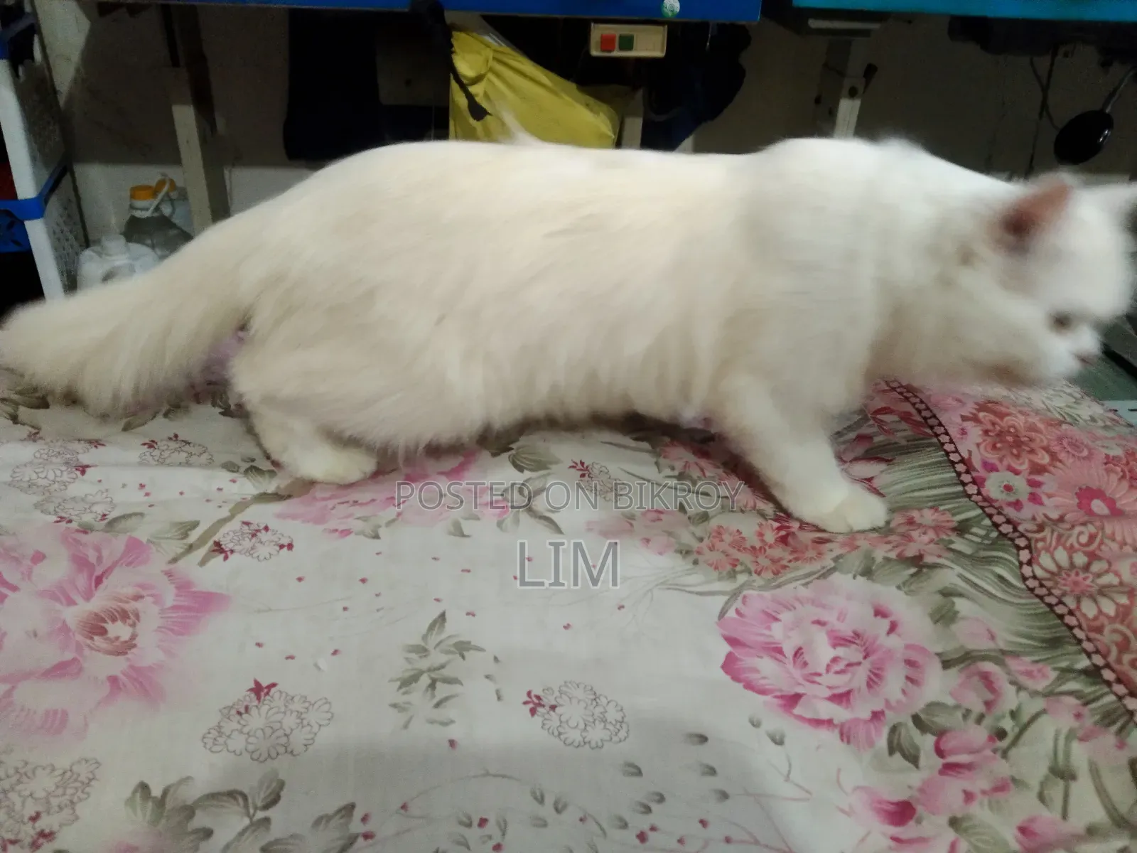3-6 months Female Purebred Persian