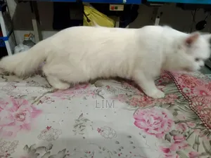 3-6 months Female Purebred Persian