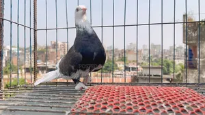 Pet Animal