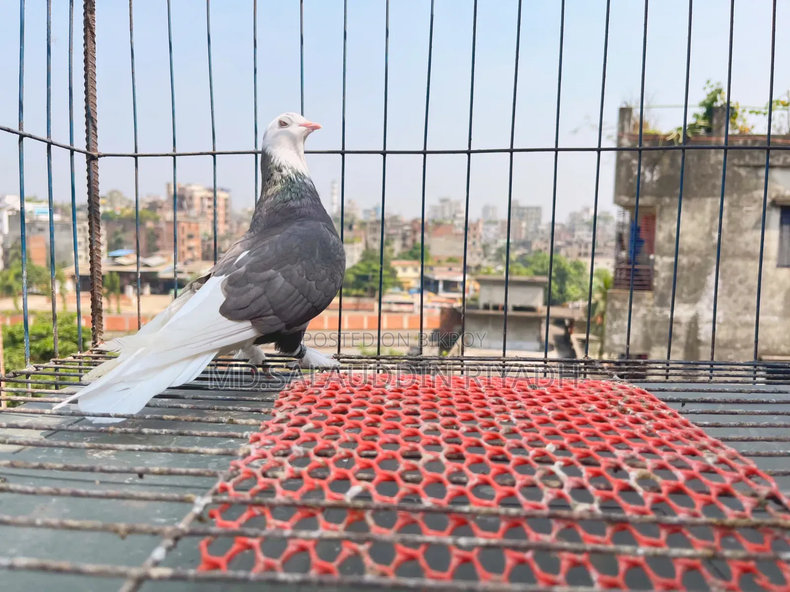 Pet Animal