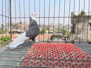 Pet Animal