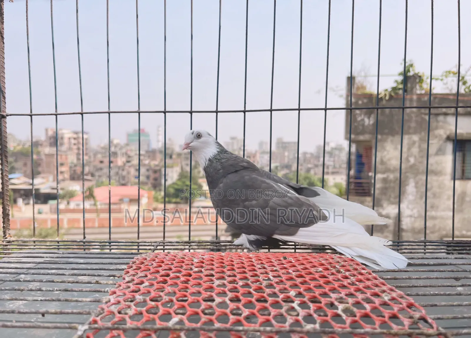 Pet Animal