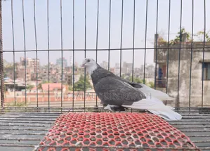 Pet Animal