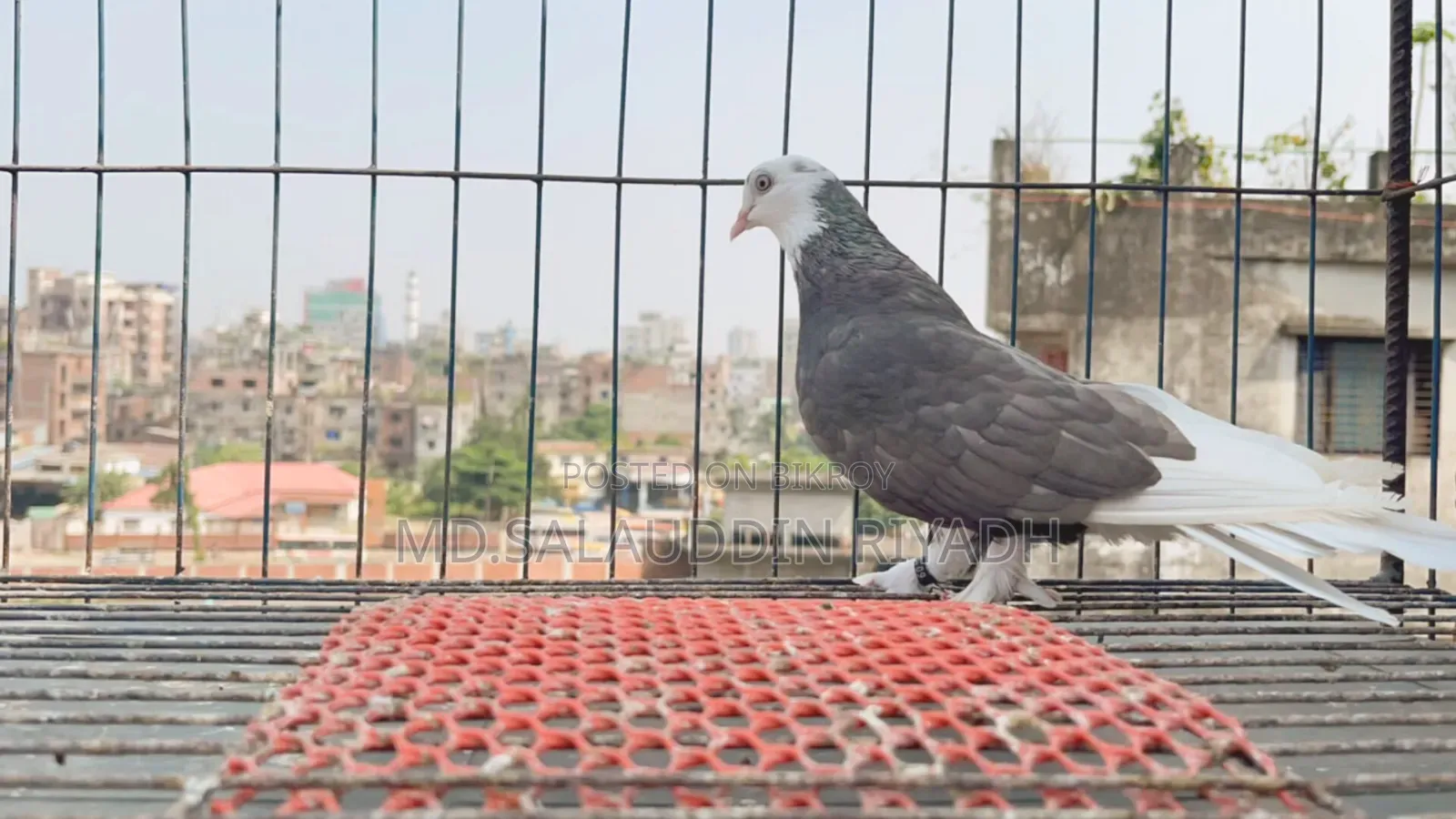 Pet Animal