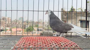 Pet Animal