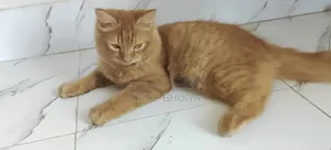 ৬ থেকে ১২ মাস বয়সী পুরুষ খাঁটি ব্রিটিশ শর্টহ্যার